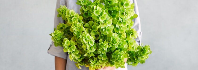 Las flores verdes sí existen: Cómo redescubrir tu camino al vender tu casa y cerrar un ciclo