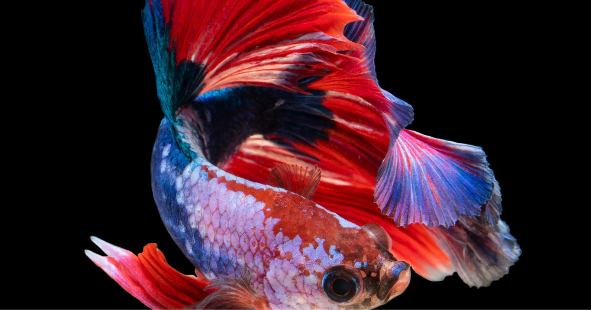 Pez betta rojo y azul